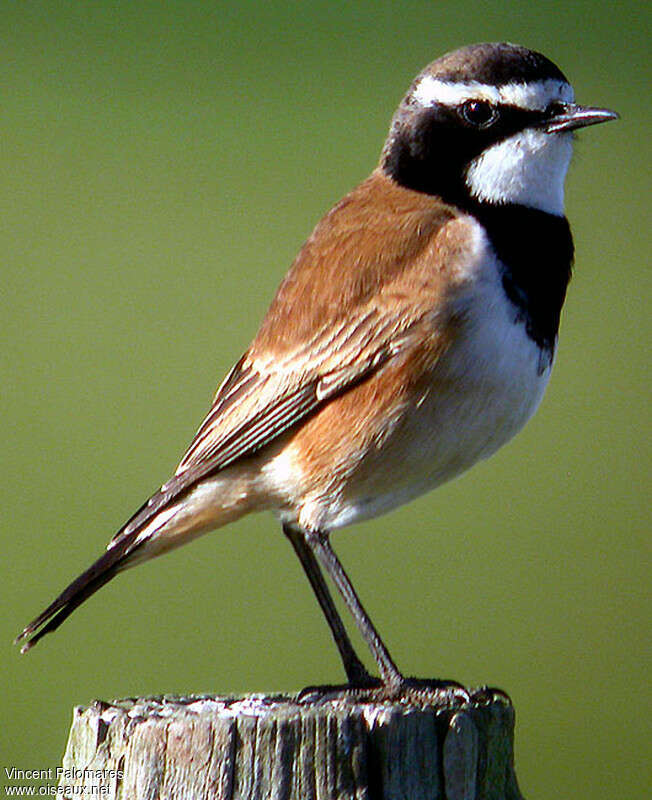 Capped Wheatearadult, identification