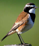 Capped Wheatear