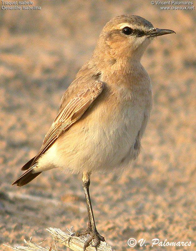 Isabelline Wheatear