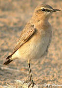 Isabelline Wheatear