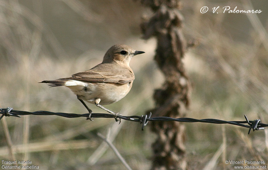 Isabelline Wheatear