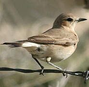 Isabelline Wheatear