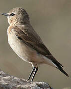 Isabelline Wheatear