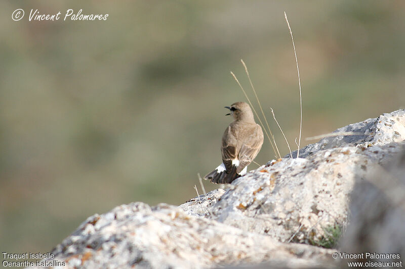 Isabelline Wheatear, song