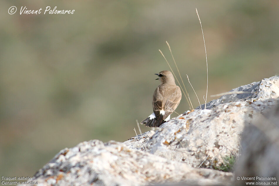 Isabelline Wheatear, song