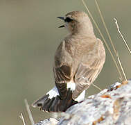 Isabelline Wheatear