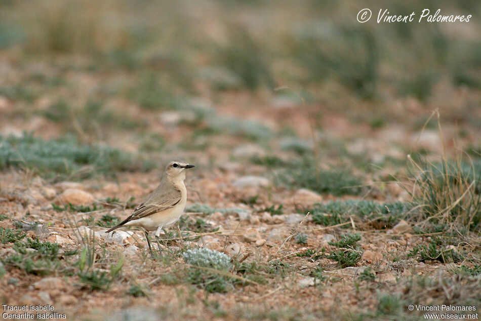 Isabelline Wheatearadult