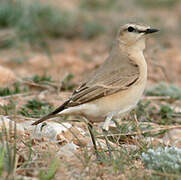 Isabelline Wheatear