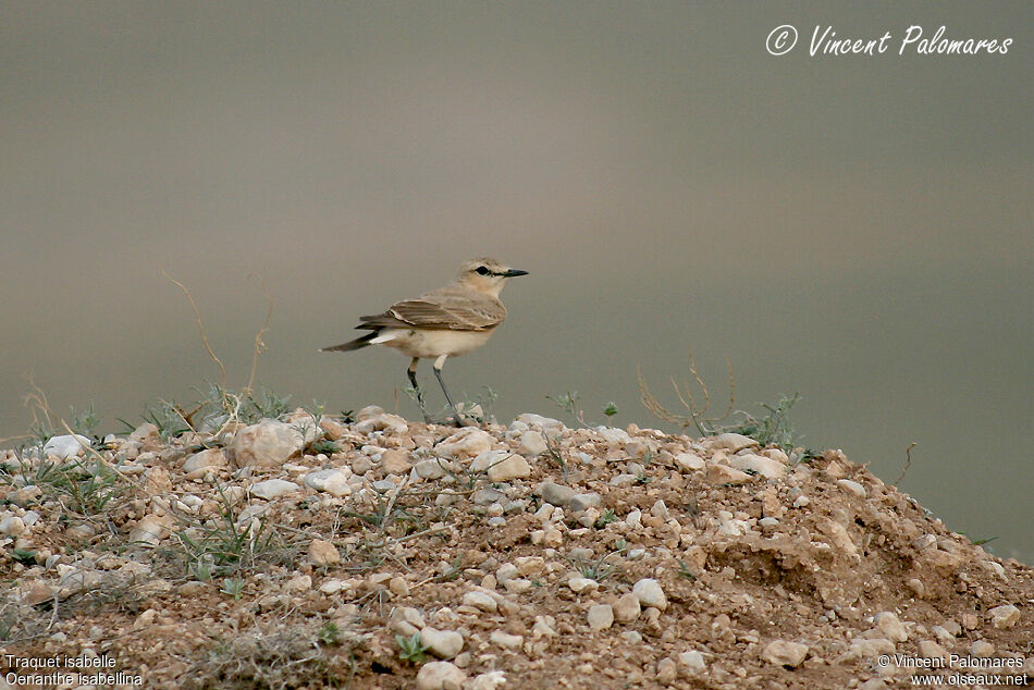 Isabelline Wheatearadult