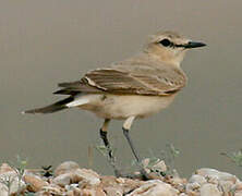 Isabelline Wheatear