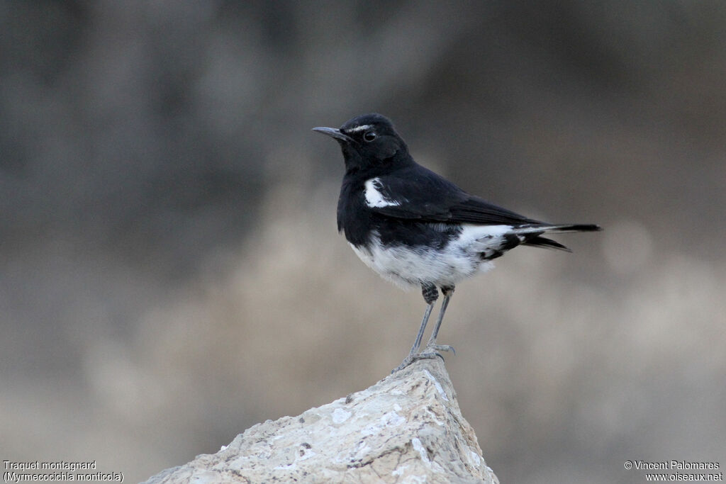 Mountain Wheatear