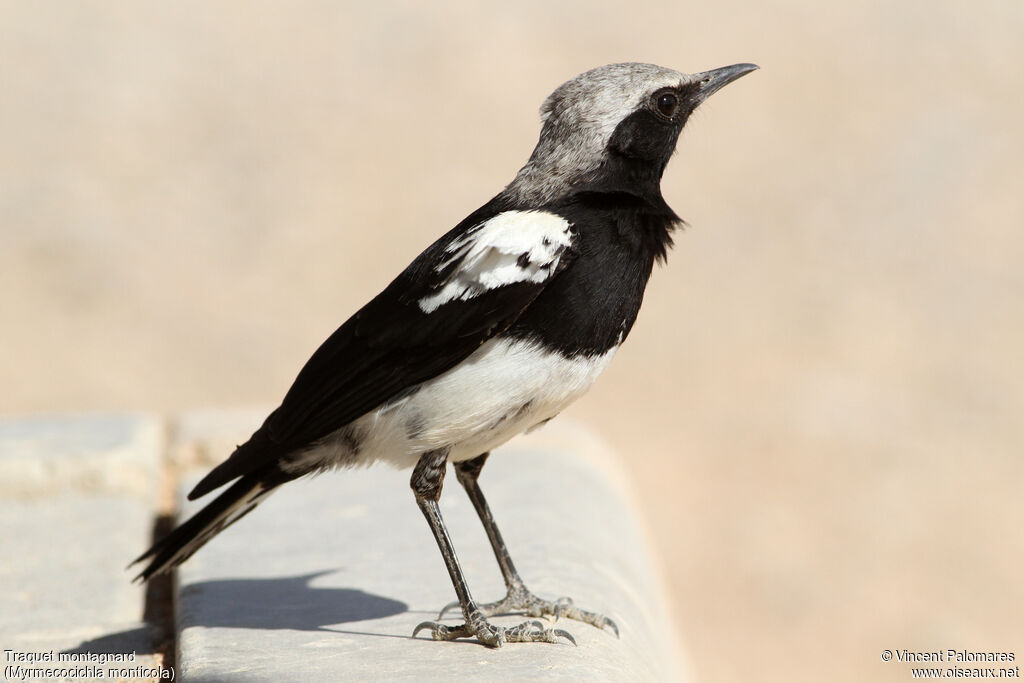 Mountain Wheatear