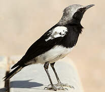 Mountain Wheatear