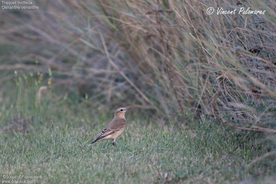 Northern Wheatear