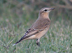 Northern Wheatear