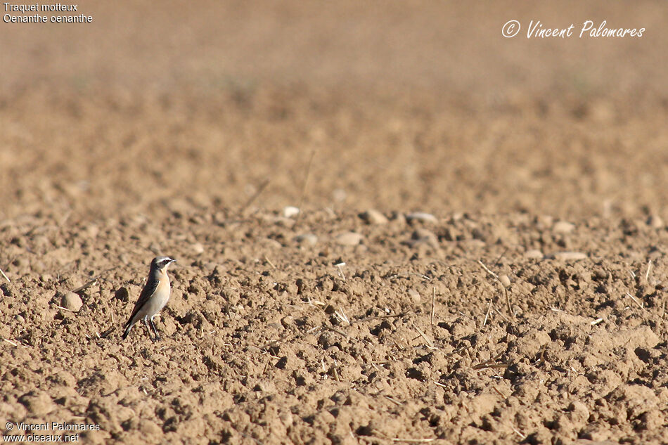 Northern Wheatear