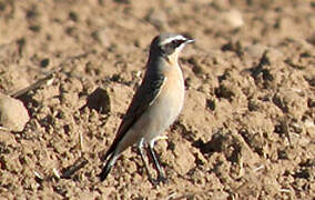 Northern Wheatear