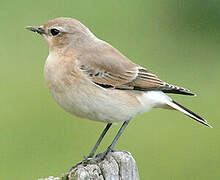 Northern Wheatear