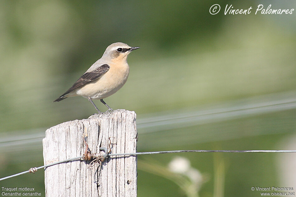 Northern Wheatear