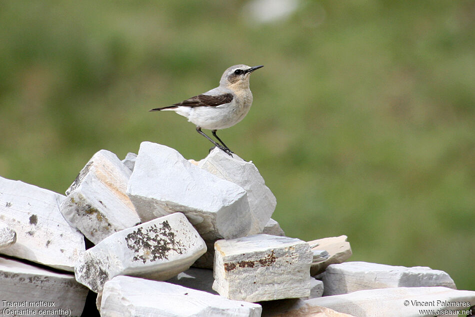 Northern Wheatear