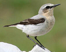 Northern Wheatear