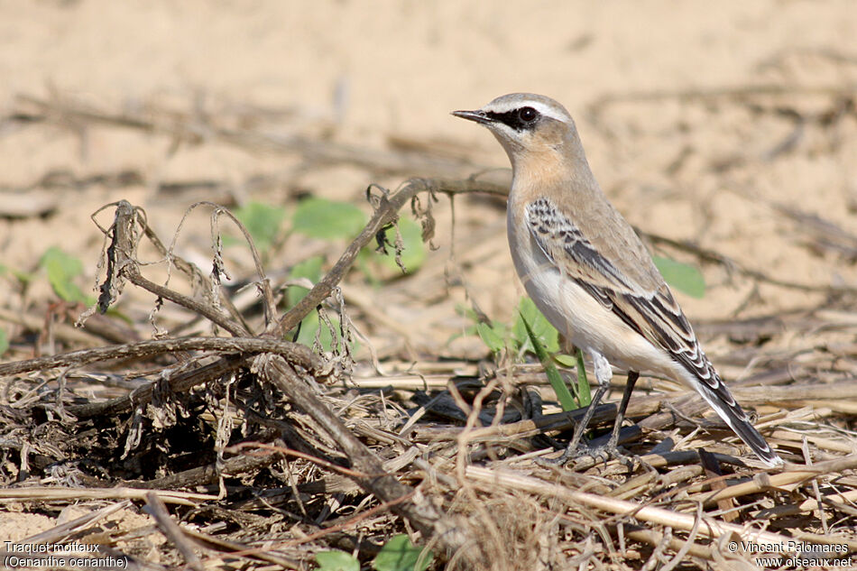 Northern Wheatear