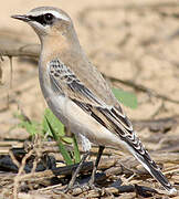 Northern Wheatear