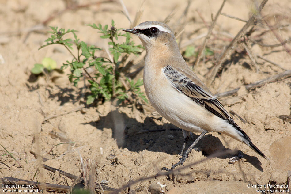 Northern Wheatear