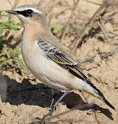 Northern Wheatear