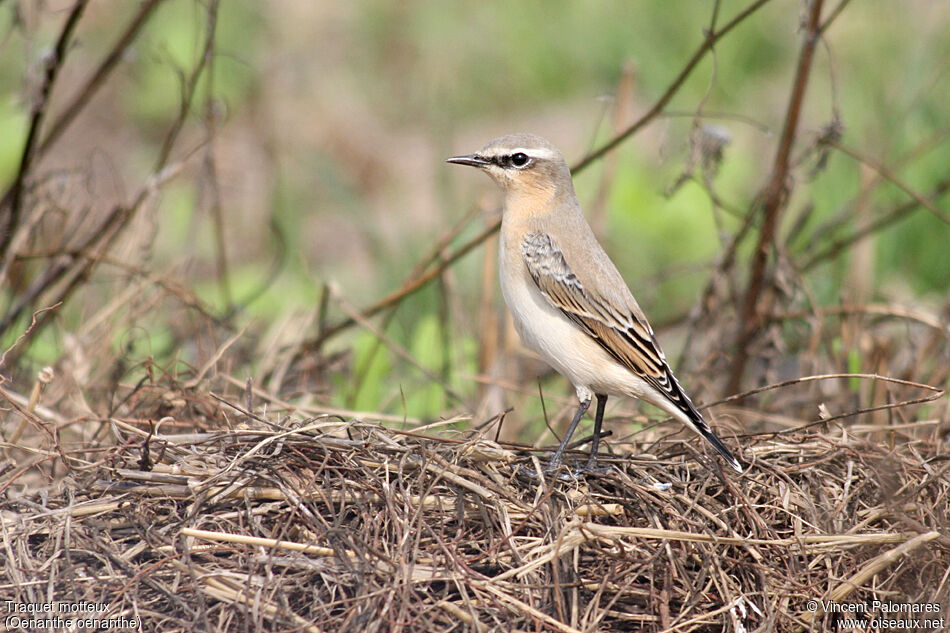 Northern Wheatear