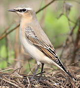 Northern Wheatear