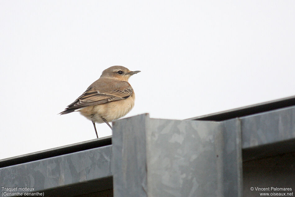 Northern Wheatear