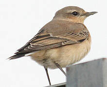 Northern Wheatear