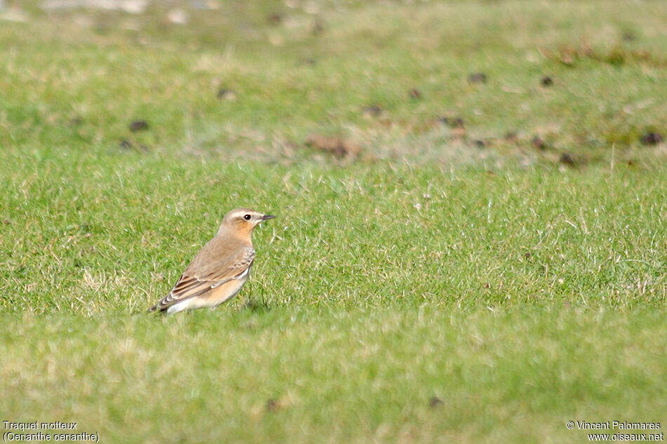 Northern Wheatear