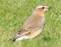 Northern Wheatear