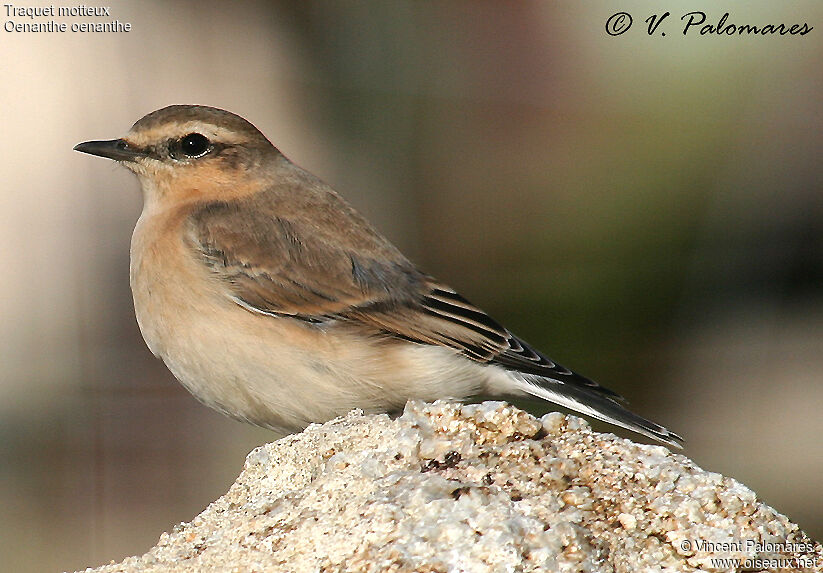 Northern Wheatear