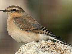 Northern Wheatear