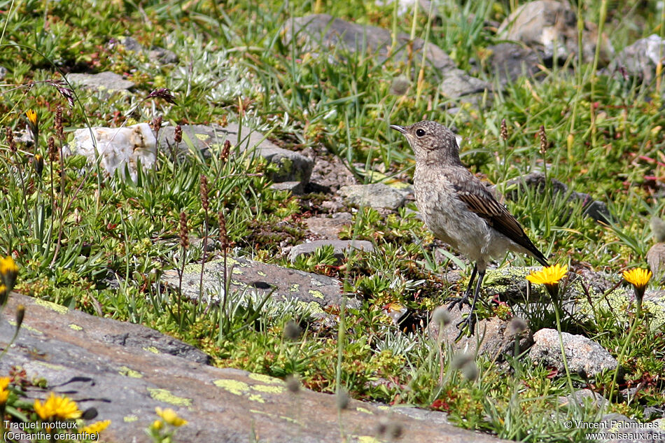 Northern Wheatear