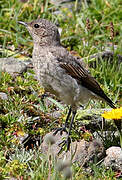 Northern Wheatear