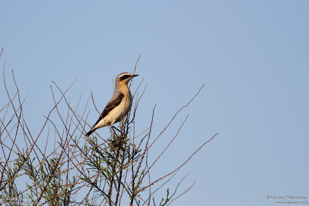 Northern Wheatear