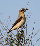 Northern Wheatear