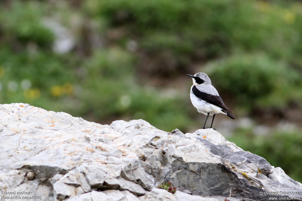 Northern Wheatear