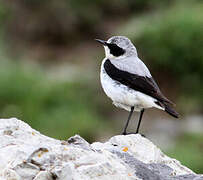 Northern Wheatear