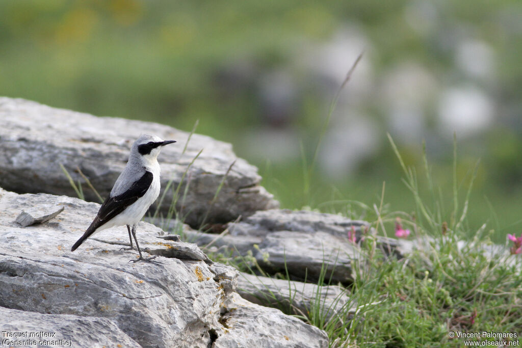 Northern Wheatear male