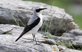 Northern Wheatear