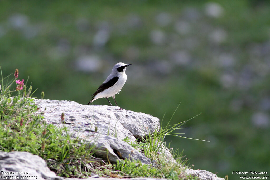 Northern Wheatear male