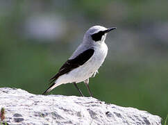 Northern Wheatear