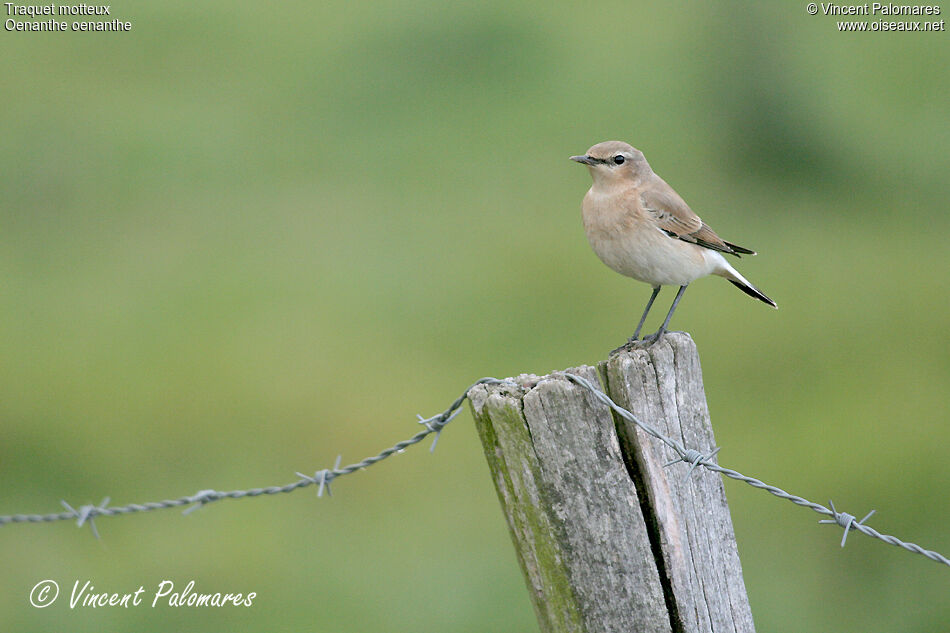 Northern Wheatear