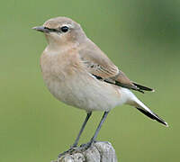 Northern Wheatear