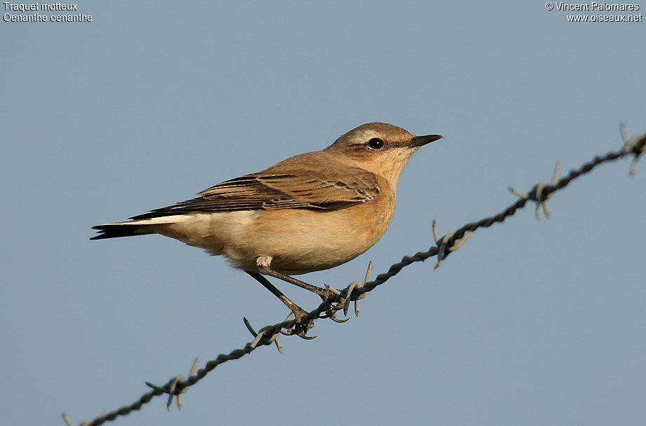 Northern Wheatear